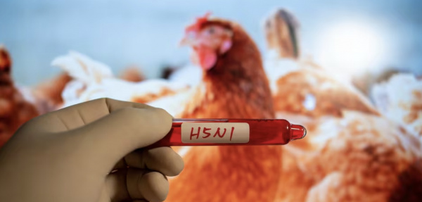Risques de grippe aviaire et peste porcine :  les populations appelées à la vigilance