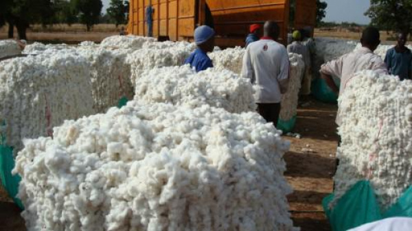 Coton : le Département américain de l&#039;agriculture anticipe une production de 152 000 tonnes au Togo pour la campagne 2019-2020