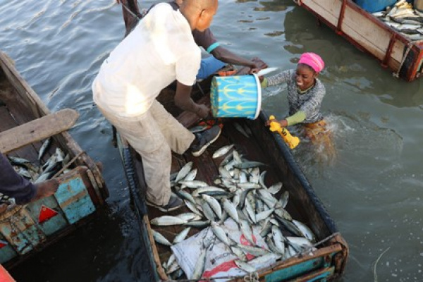 Togo : 2 milliards FCFA pour la pêche et l’aquaculture en 2024