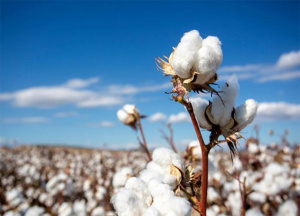 Togo: Cotton Sector to See Breakthrough After Talks between Olam and Farmers