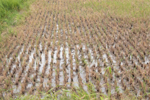 Le Mifa au contact des agriculteurs des sites-pilotes de Kovi&eacute;, Agou et Nots&egrave;