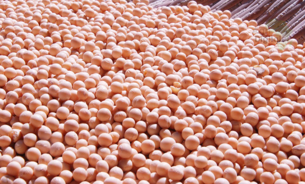 Togo remains EU’s top organic soybean supplier, worldwide