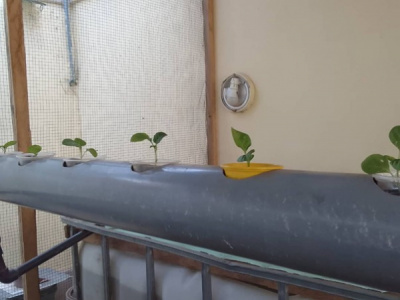 togo-aquaponics-startup-turns-to-soilless-farming-to-face-climate-risks