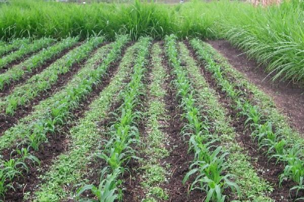 PATAE : Le Togo veut améliorer sa production agricole tout en préservant ses écosystèmes