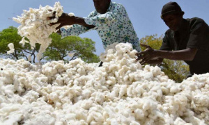 Campagne 2021-2022 : la NSCT renforce les capacit&eacute;s de ses agents en ligne avec l&rsquo;objectif de 135 000 t