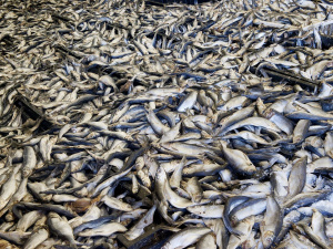 En 2021, la p&ecirc;che artisanale au Port de Lom&eacute; a grimp&eacute; de 18%