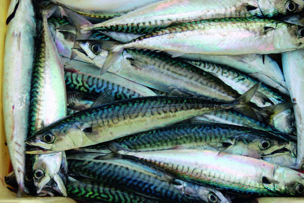 Allégations de poissons avariés : l’OTR dénonce une fausse rumeur, et annonce une plainte