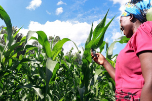 Agriculture :  d&eacute;marrage du FOPAT r&eacute;gion Centrale &agrave; Sokod&eacute;