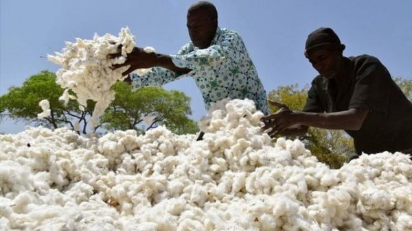 Togo: Cotton farmers will spend a little more to get seed cotton during the 2022-2023 season