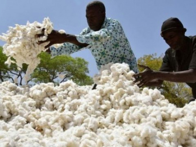 togo-cotton-farmers-will-spend-a-little-more-to-get-seed-cotton-during-the-2022-2023-season