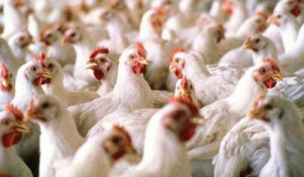 Togo: Poultry output exceeded 35 million heads in 2023